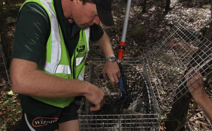 Murray Chambers places a koala, named Mellow, into a cage after being rescued in bushland at Henderson Park in Tinana. Murray Chambers places a koala, named Mellow, into a cage after being rescued in bushland at Henderson Park in Tinana.