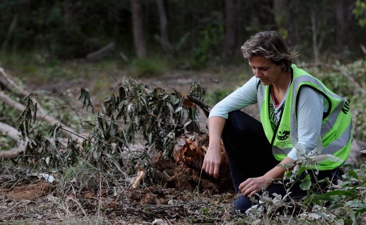 Maryborough's Natalie Richardson says koalas will actively seek out their usual trees in the future and she can only imagine their distress and confusion at finding their homeland demolished. Maryborough's Natalie Richardson says koalas will actively seek out their usual trees in the future and she can only imagine their distress and confusion at finding their homeland demolished.