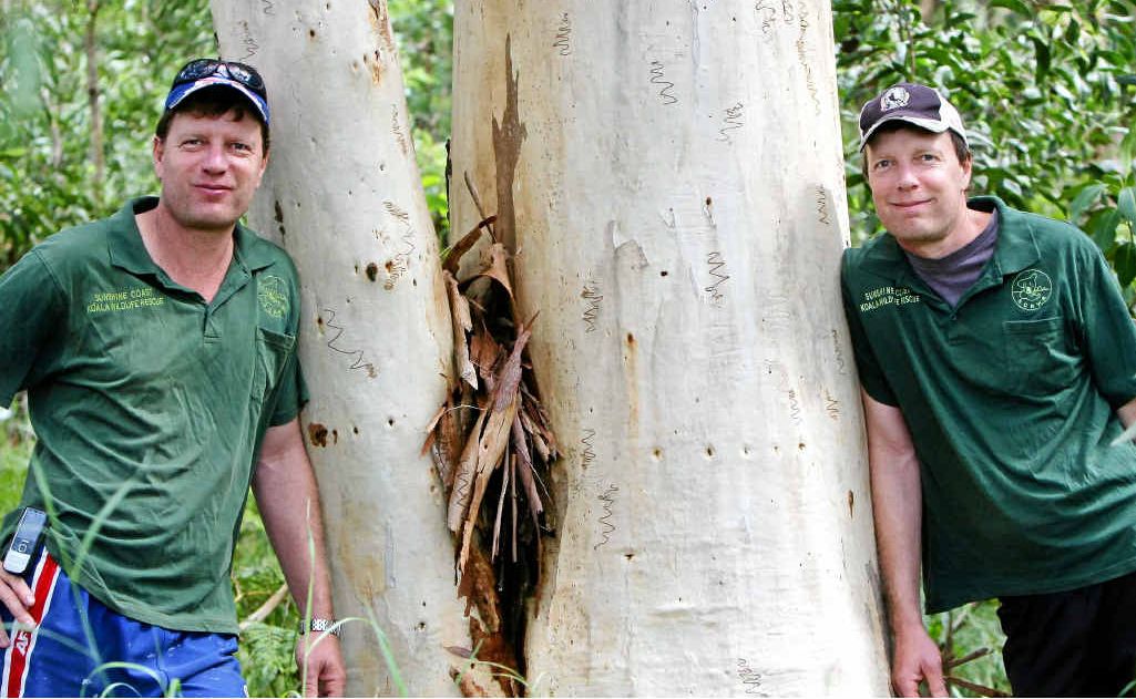 Ray Chambers (left) and Murray Chambers help rescue injured wildlife, especially koalas. Ray Chambers (left) and Murray Chambers help rescue injured wildlife, especially koalas.