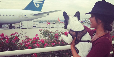 Phylicia Jackson with one of her French bulldogs before they boarded an Air New Zealand flight from LA to London last week. Phylicia Jackson with one of her French bulldogs before they boarded an Air New Zealand flight from LA to London last week.