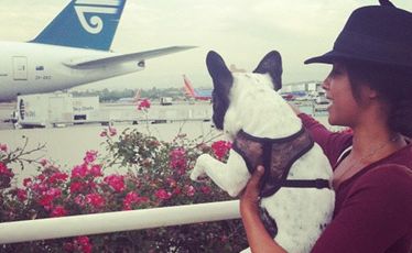 Phylicia Jackson with one of her French bulldogs before they boarded an Air New Zealand flight from LA to London last week. Phylicia Jackson with one of her French bulldogs before they boarded an Air New Zealand flight from LA to London last week.