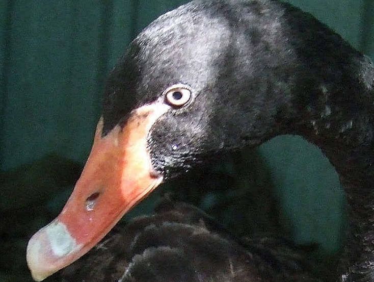 This young black swan was rescued by WIRES Northern Rivers after its flight feathers were cut off.
This young black swan was rescued by WIRES Northern Rivers after its flight feathers were cut off.