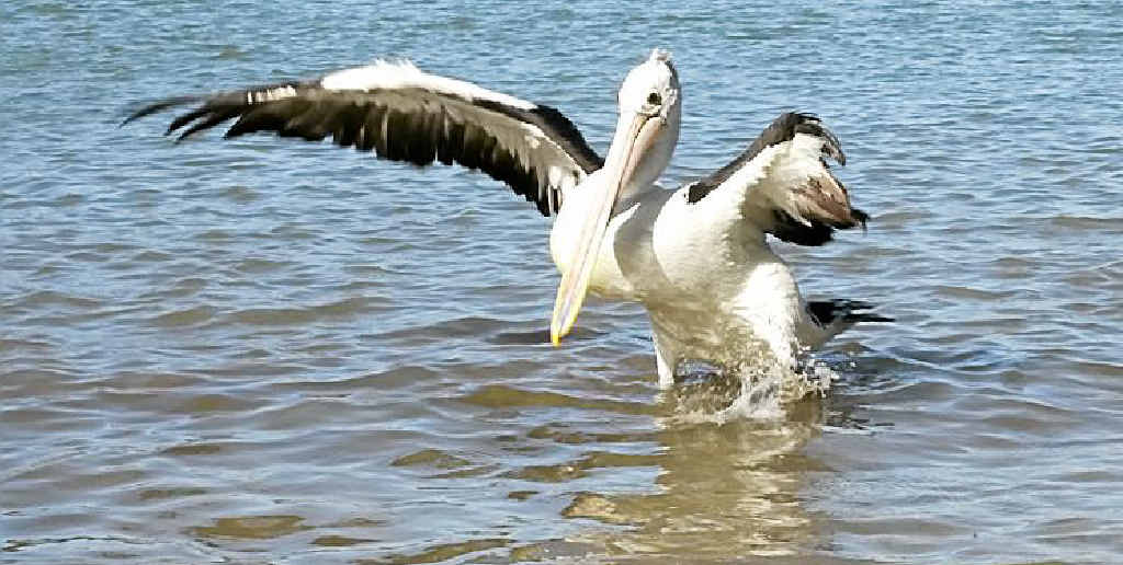 Twinnies Tackle Search For Noosa S One Winged Pelican Wingy Noosa News This set has accumulated 304 points based on views and sharing you like it? noosa news