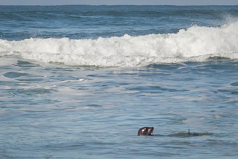 Local photographer Tony Partridge took this photo of what is understood to be a male sea lion, probably about nine months old, at Patchs Beach at South Ballina on Saturday morning.
PHOTO: Tony Partridge Local photographer Tony Partridge took this photo of what is understood to be a male sea lion, probably about nine months old, at Patchs Beach at South Ballina on Saturday morning.
PHOTO: Tony Partridge