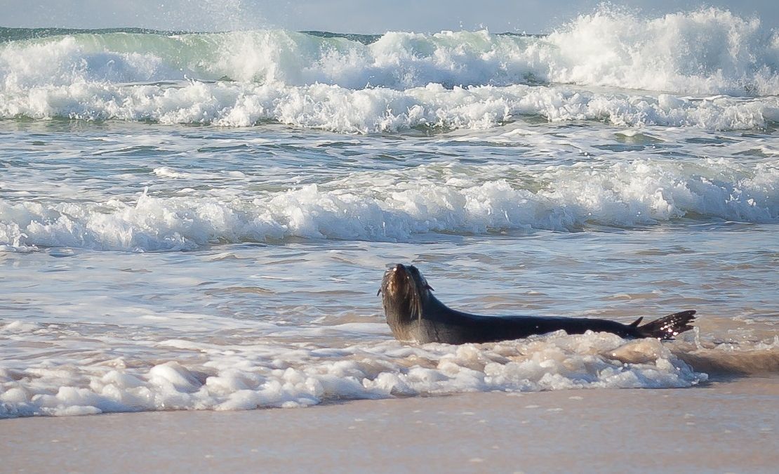 Local photographer Tony Partridge took this photo of what is understood to be a male sea lion, probably about nine months old, at Patchs Beach at South Ballina on Saturday morning.
PHOTO: Tony Partridge Local photographer Tony Partridge took this photo of what is understood to be a male sea lion, probably about nine months old, at Patchs Beach at South Ballina on Saturday morning.
PHOTO: Tony Partridge