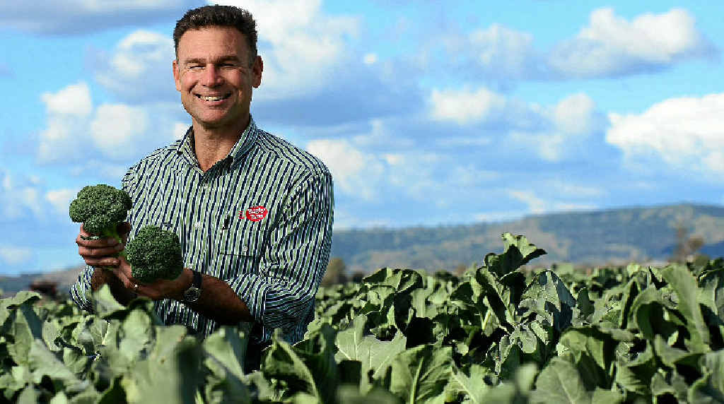 OUTSIDER AMONG VEGIES: Gatton broccoli farmer and Rugby Farms director Matt Hood says sweeter strains are being developed. OUTSIDER AMONG VEGIES: Gatton broccoli farmer and Rugby Farms director Matt Hood says sweeter strains are being developed.