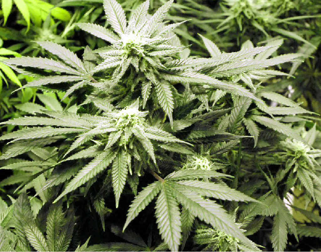 DRUGS OR BOOZE: Police dealing with crowds on New Year’s Eve in Byron Bay 2012. ABOVE: A marijuana plant. DRUGS OR BOOZE: Police dealing with crowds on New Year’s Eve in Byron Bay 2012. ABOVE: A marijuana plant.