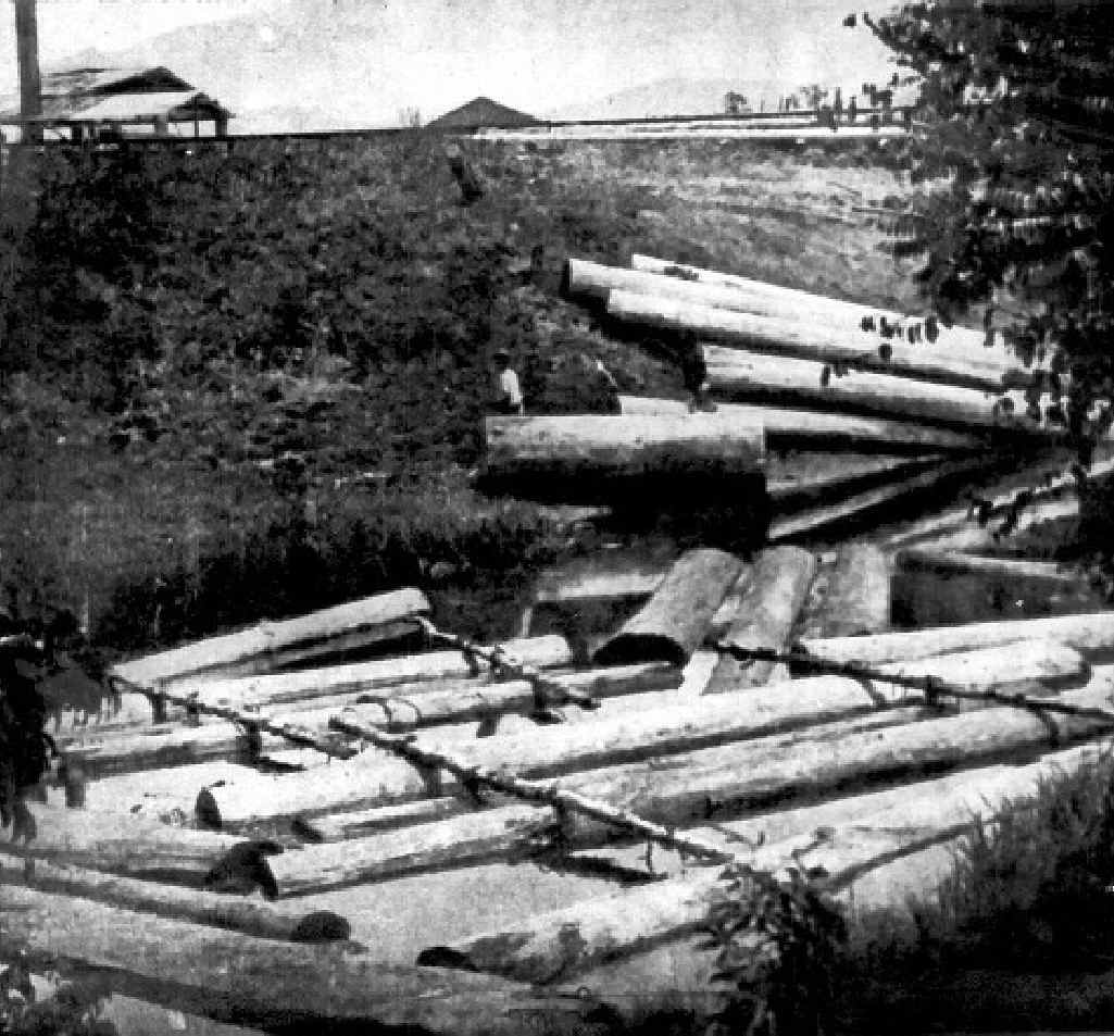 GIANTS: Cedars lashed together to make a raft for flosting down the river. GIANTS: Cedars lashed together to make a raft for flosting down the river.