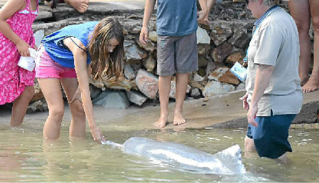 Peter Todd says the Tin Can Bay business community does support dolphin feeding at Norman Pt. Peter Todd says the Tin Can Bay business community does support dolphin feeding at Norman Pt.