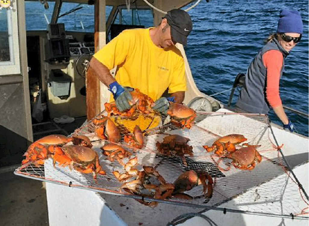 Spanner crabs the flavour of the moment, aplenty in region Observer