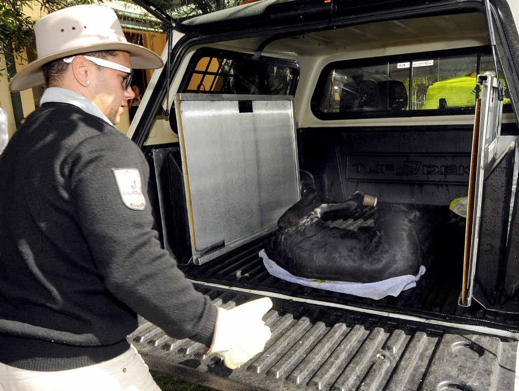 ODD PROTEST: A Ballina ranger removes the dead calf from outside Ballina court house. ODD PROTEST: A Ballina ranger removes the dead calf from outside Ballina court house.