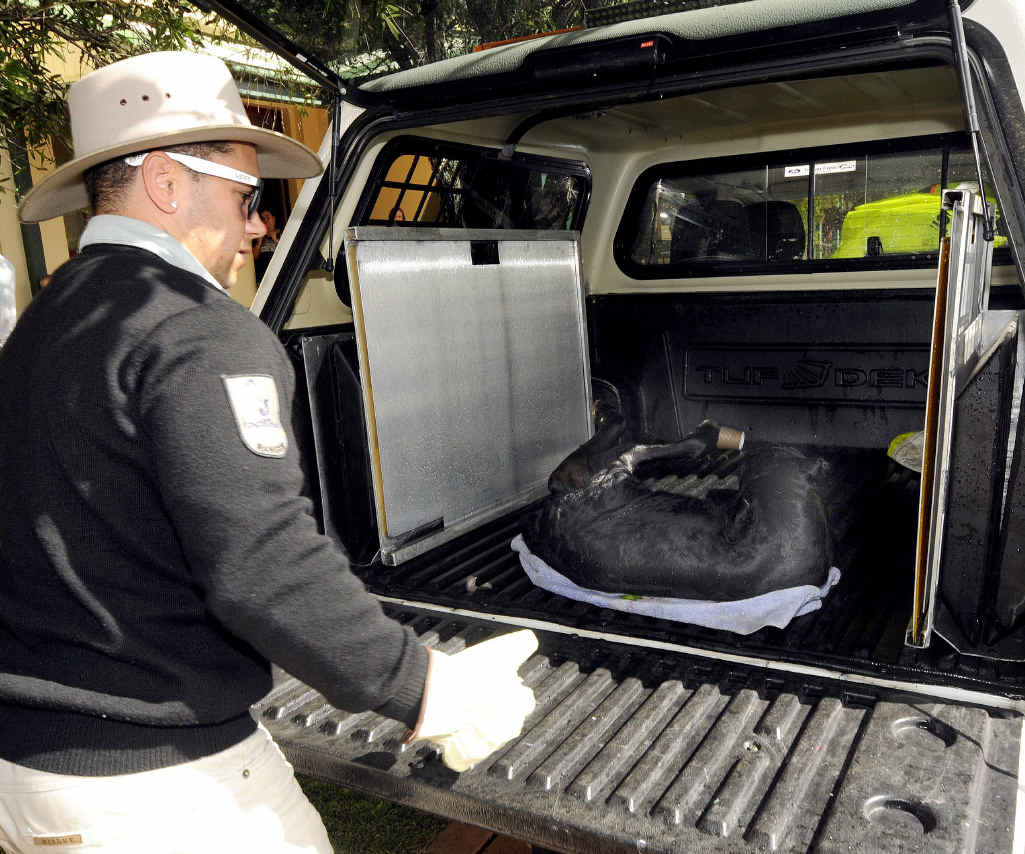 ODD PROTEST: A Ballina ranger removes the dead calf from outside Ballina court house. ODD PROTEST: A Ballina ranger removes the dead calf from outside Ballina court house.