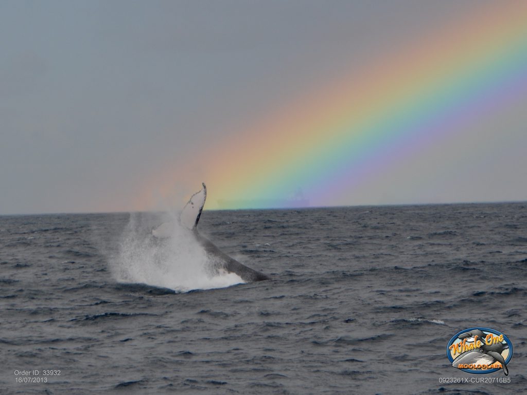 A baby humpback appears at the end of the rainbow as lucky Whale One passengers look on during their whale watching trip off the Sunshine Coast. A baby humpback appears at the end of the rainbow as lucky Whale One passengers look on during their whale watching trip off the Sunshine Coast.