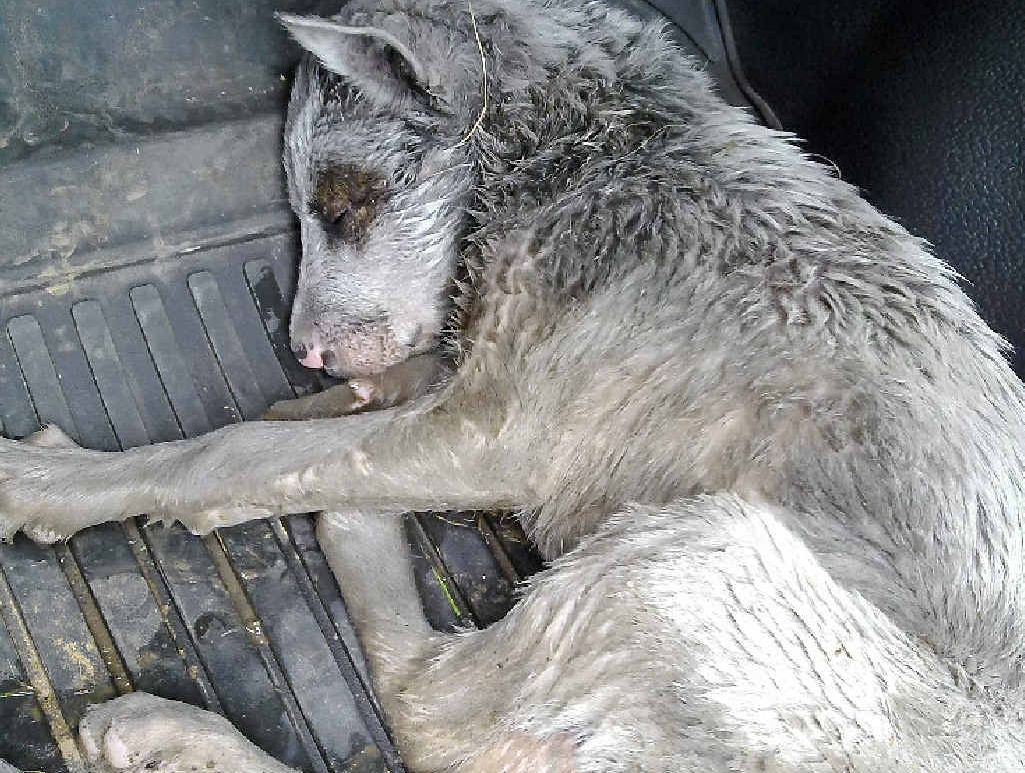 The three-month-old dog Roxy found dumped on the Woodenbong tip in 2011. The three-month-old dog Roxy found dumped on the Woodenbong tip in 2011.