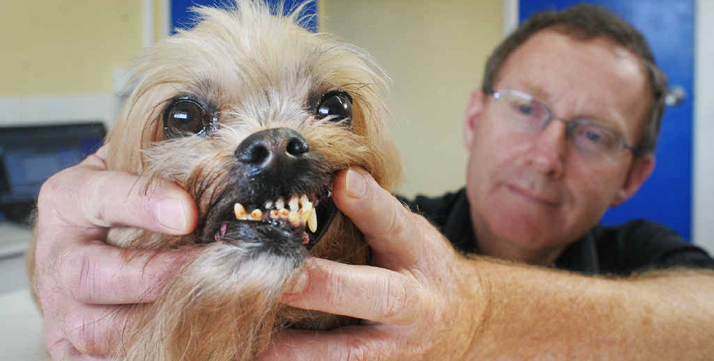 Silkstone Veterinary Hospital director Tony Snell checks the condition of Finn’s teeth. Silkstone Veterinary Hospital director Tony Snell checks the condition of Finn’s teeth.