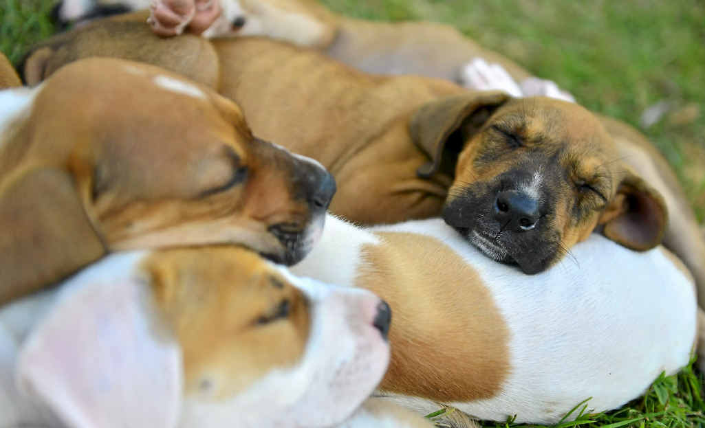 Seven puppies found on the side of the road, are up for adoption. Seven puppies found on the side of the road, are up for adoption.