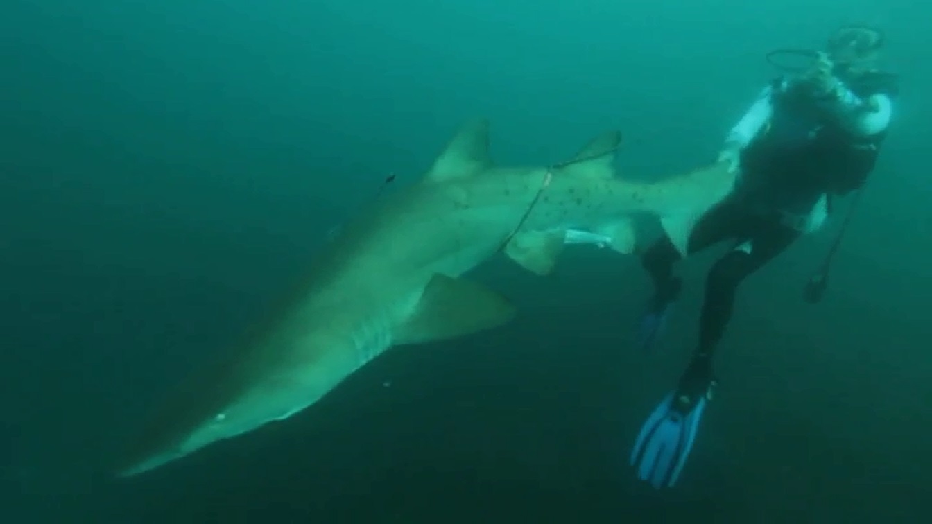 A still image from a video of a Sea World rescue team saving a grey nurse shark at Julian Rocks. A still image from a video of a Sea World rescue team saving a grey nurse shark at Julian Rocks.