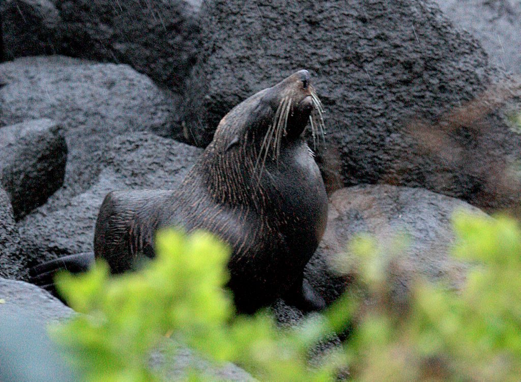 The New Zealand fur seal at Greenmount. The New Zealand fur seal at Greenmount.
