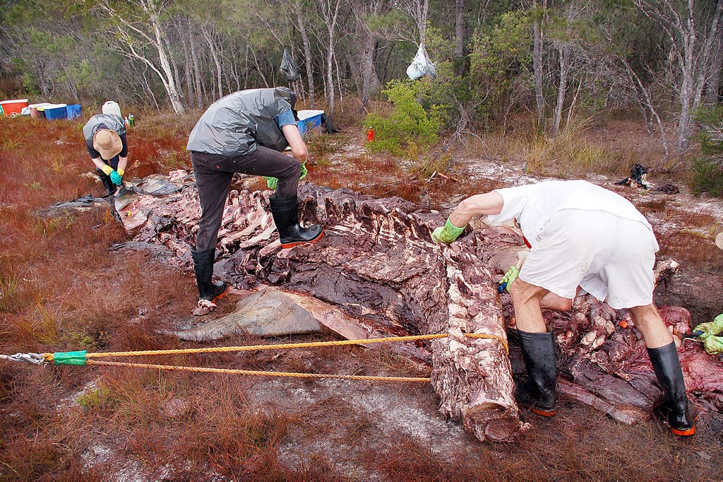 Queensland Museum's senior curator of vertebrates Steve Van Dyck, and collection manager Heather Janetzki work with Department of National Parks representatives to retrieve the killer whale skeletons on Fraser Island. Queensland Museum's senior curator of vertebrates Steve Van Dyck, and collection manager Heather Janetzki work with Department of National Parks representatives to retrieve the killer whale skeletons on Fraser Island.