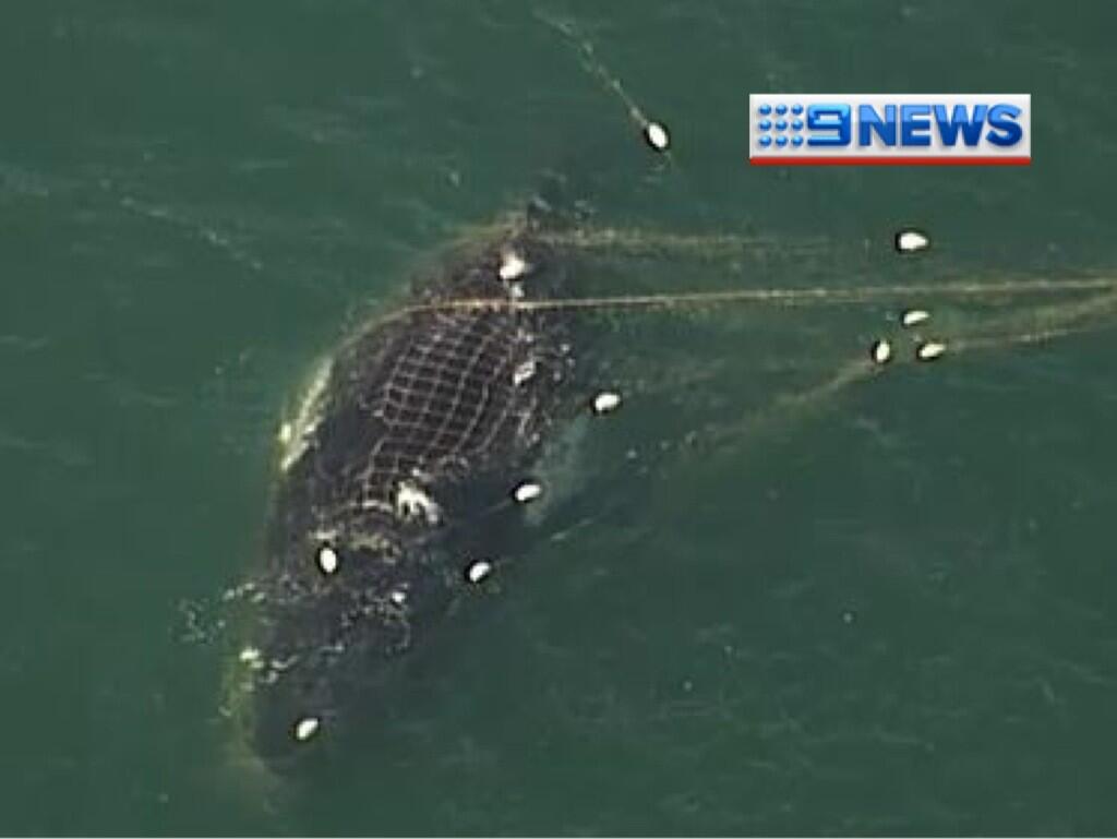 Image from the Channel 9 helicopter show the whale trapped in shark nets. Image from the Channel 9 helicopter show the whale trapped in shark nets.