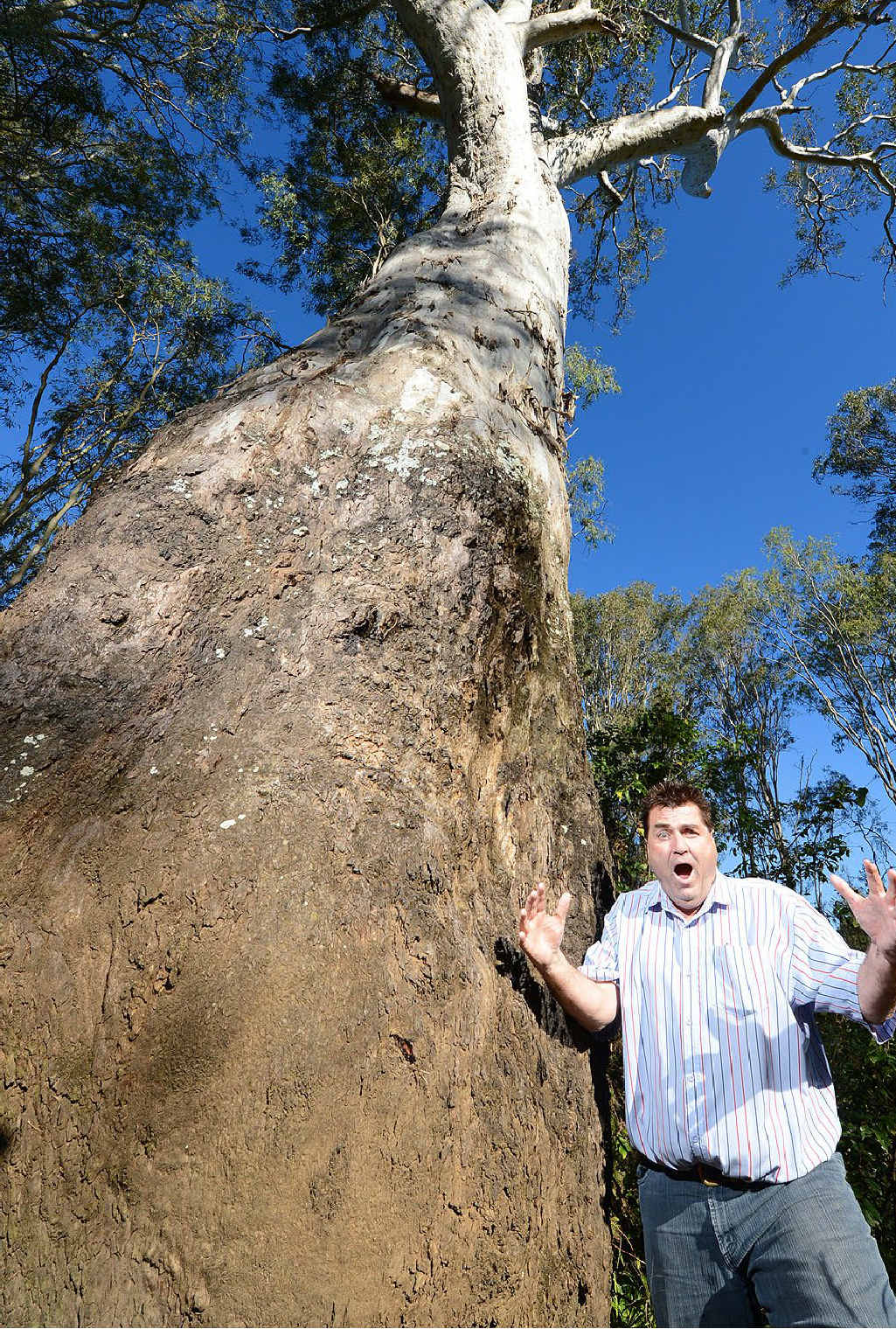 AWESOME: Cr David Pahlke with the oldest known tree in the Ipswich region. AWESOME: Cr David Pahlke with the oldest known tree in the Ipswich region.