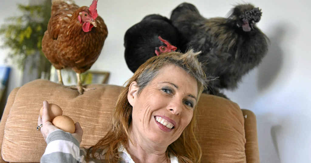 HAPPY CHOOKS: Animal rights campaigner Jaylene Musgrave with rooster Mr Dubwey and hens Ting Tong and Rhianna. HAPPY CHOOKS: Animal rights campaigner Jaylene Musgrave with rooster Mr Dubwey and hens Ting Tong and Rhianna.