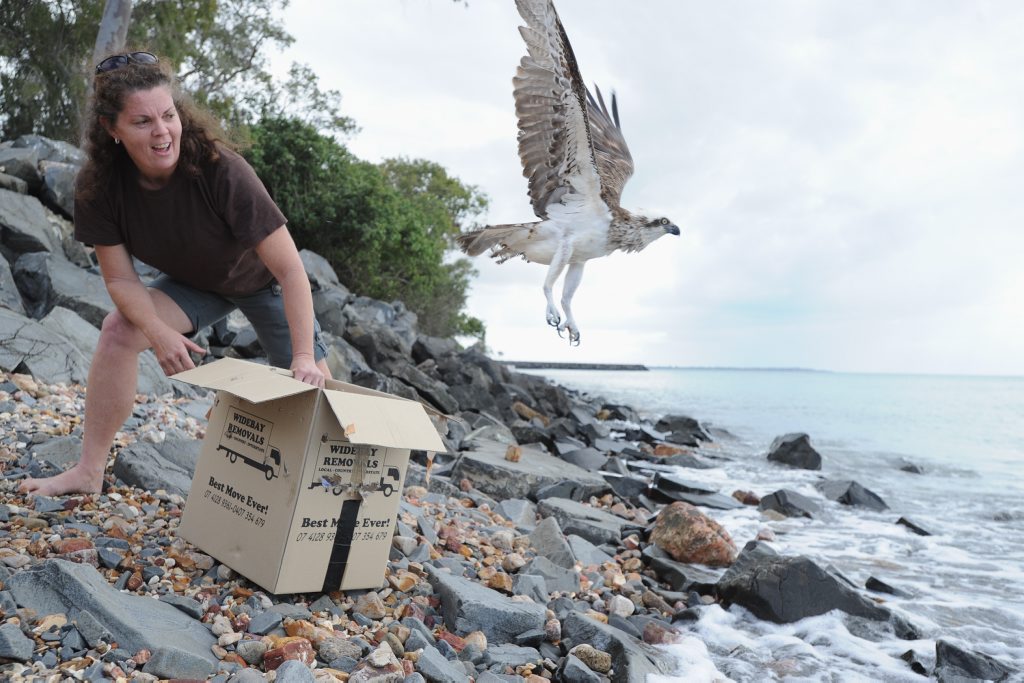 Image for sale: Osprey released back into the wild after having fishing line and hooks removed. Wildlife carer Marie Barnes releases the bird back to its territory in Urangan.