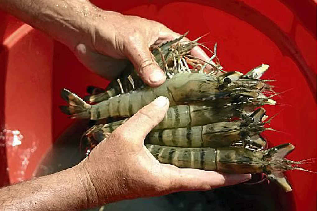 Prawns fed with Novacq feed additive grow faster and are healthier. Prawns fed with Novacq feed additive grow faster and are healthier.