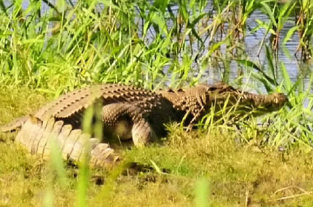 This three-metre crocodile was spotted just 10 metres from the Bruce Highway at Lethebrook on Monday, by pool builder Carl Parkhill. This three-metre crocodile was spotted just 10 metres from the Bruce Highway at Lethebrook on Monday, by pool builder Carl Parkhill.