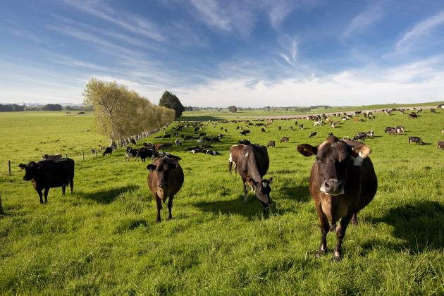 Cows grazing on a New Zealand farm. Cows grazing on a New Zealand farm.