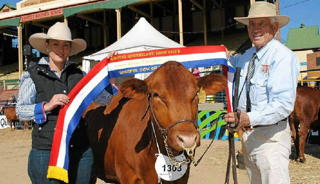 GLORY SEEKER: Local cattleman John Brandon with Boomerang Park April, who won her fourth grand champion title at the 2012 Ekka. Mr Brandon is back in Brisbane this week to vying for another broad ribbon in the main arena. GLORY SEEKER: Local cattleman John Brandon with Boomerang Park April, who won her fourth grand champion title at the 2012 Ekka. Mr Brandon is back in Brisbane this week to vying for another broad ribbon in the main arena.