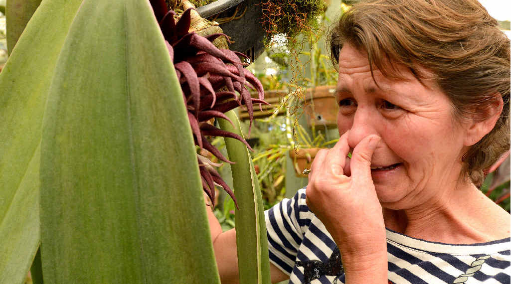 Sue Stepanoff made a special trip to Mackay’s Orchid House to see the New Guinea tongue orchid, which has a distinctive pungent smell. Sue Stepanoff made a special trip to Mackay’s Orchid House to see the New Guinea tongue orchid, which has a distinctive pungent smell.