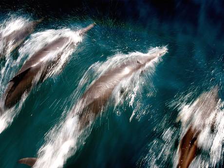 Dolphins have the longest memory for 'faces' among animals - perhaps even a better 'face' memory than people. Dolphins have the longest memory for 'faces' among animals - perhaps even a better 'face' memory than people.