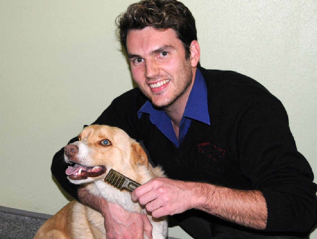 Vet nurse Daniel Chapman gives Diesel a dental chew to get his teeth and gums healthy. Vet nurse Daniel Chapman gives Diesel a dental chew to get his teeth and gums healthy.