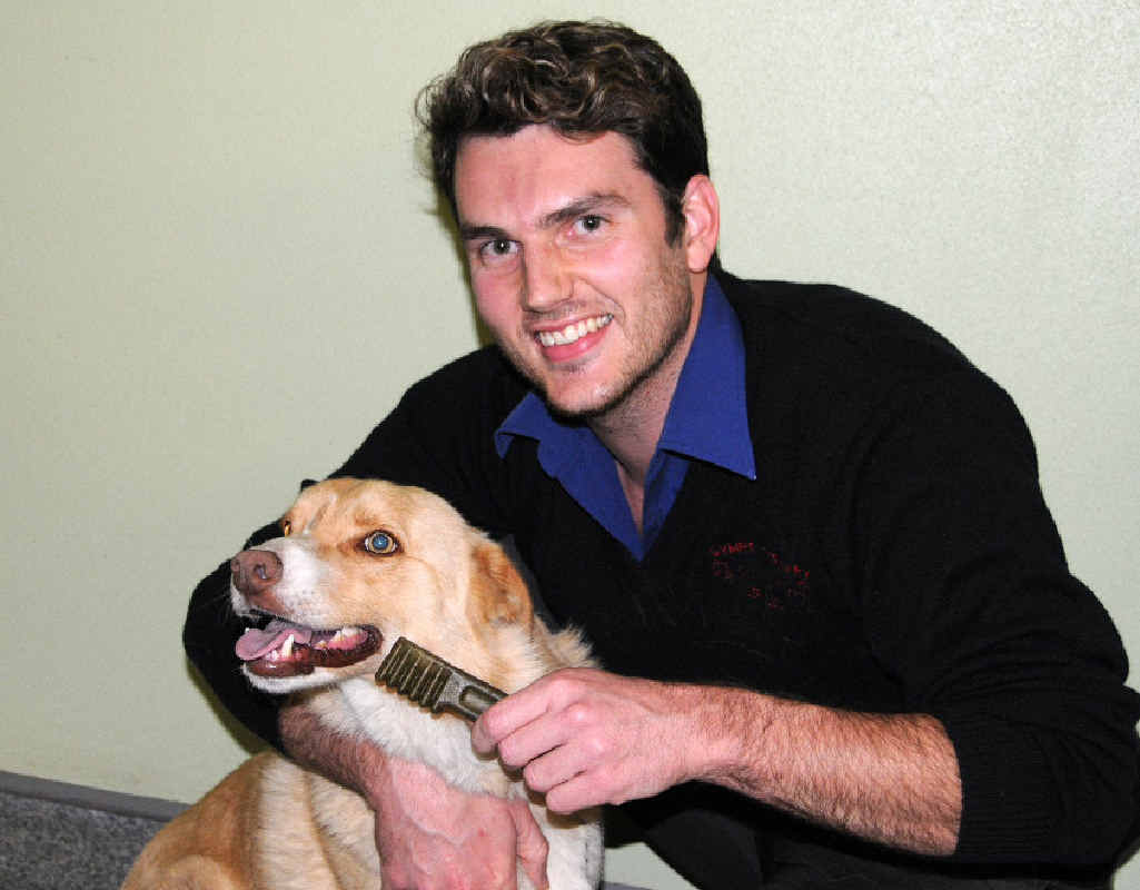 Vet nurse Daniel Chapman gives Diesel a dental chew to get his teeth and gums healthy. Vet nurse Daniel Chapman gives Diesel a dental chew to get his teeth and gums healthy.