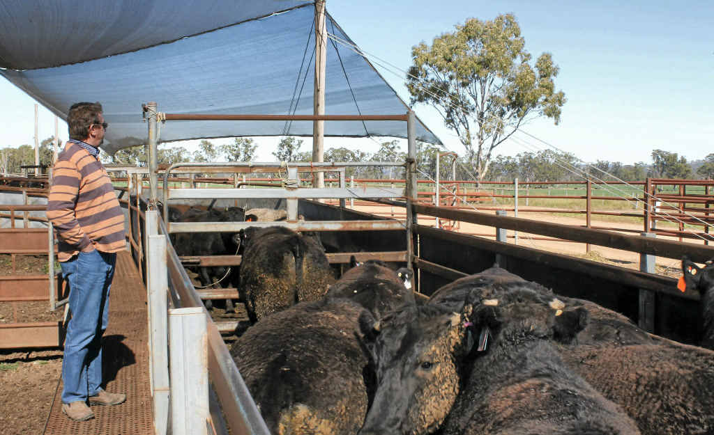 Geoff Willett watches over cattle as they move through the yards at Maydan during a regular weigh-in session. Geoff Willett watches over cattle as they move through the yards at Maydan during a regular weigh-in session.