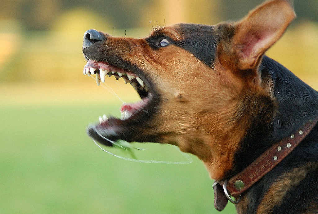 BARE MINIMUM: Dogs that threaten humans or other animals may be classed as “menacing” under new proposals. BARE MINIMUM: Dogs that threaten humans or other animals may be classed as “menacing” under new proposals.