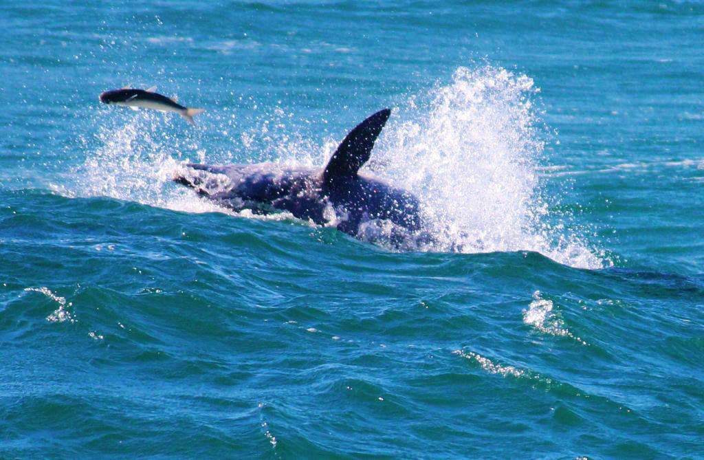 A dolphin chases a fish at Duranbah Beach. A dolphin chases a fish at Duranbah Beach.