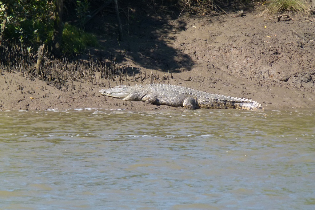 A fresh sighting of one of the Mary River crocodiles has been made. A fresh sighting of one of the Mary River crocodiles has been made.