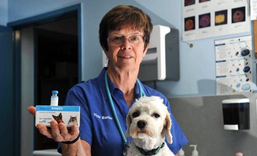 Vet Vicki Barker from All Animal Veterinary Services in Nambour, pictured with her cavoodle dog Lillee, warns people to be vigilant if pets display signs of a bat bite. Vet Vicki Barker from All Animal Veterinary Services in Nambour, pictured with her cavoodle dog Lillee, warns people to be vigilant if pets display signs of a bat bite.