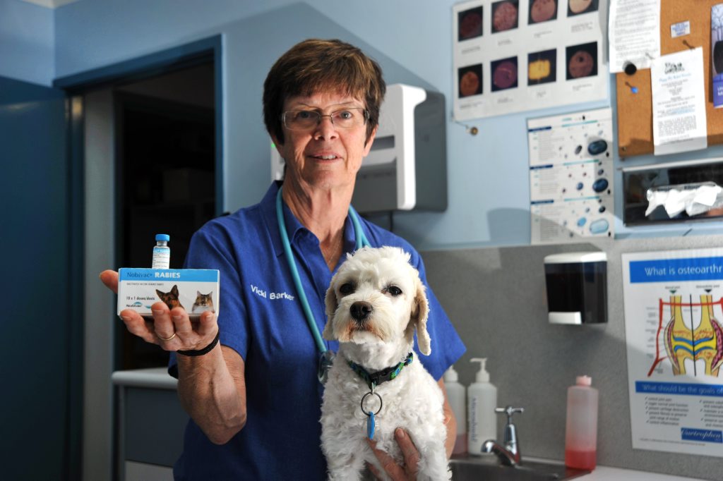 Vet Vicki Barker from All Animal Veterinary Services in Nambour, pictured with her cavoodle dog Lillee, warns people to be vigilant if pets display signs of a bat bite. Vet Vicki Barker from All Animal Veterinary Services in Nambour, pictured with her cavoodle dog Lillee, warns people to be vigilant if pets display signs of a bat bite.