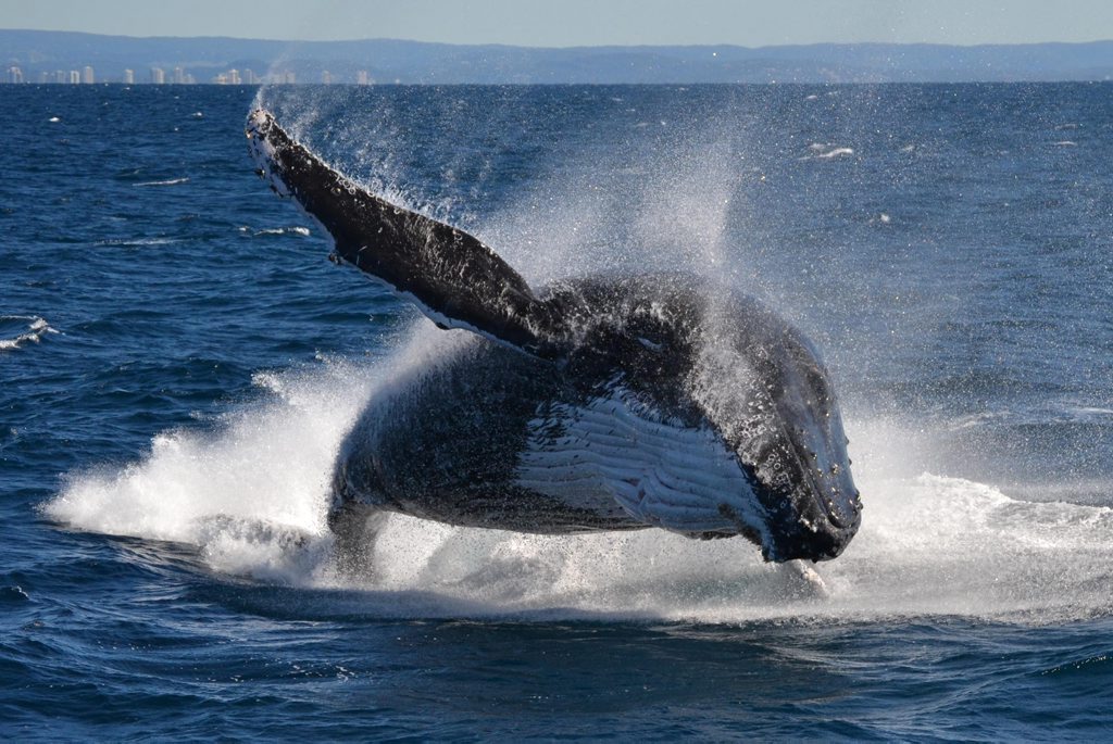Authorities have released a male humpback whale which was entangled in fishing nets off Coolangatta Beach Authorities have released a male humpback whale which was entangled in fishing nets off Coolangatta Beach