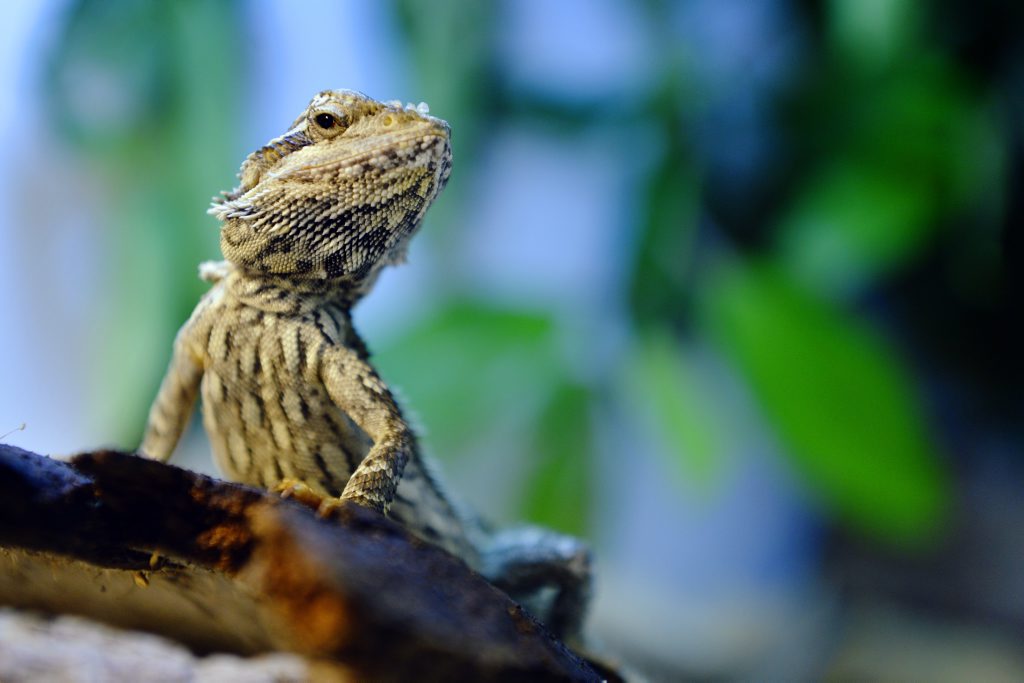 Aragon a Central Bearded Dragon.The RSPCA has introduced reptiles to its rehoming centre at Wacol due to a new partnership with the Department of Environment and Heritage. Aragon a Central Bearded Dragon.The RSPCA has introduced reptiles to its rehoming centre at Wacol due to a new partnership with the Department of Environment and Heritage.