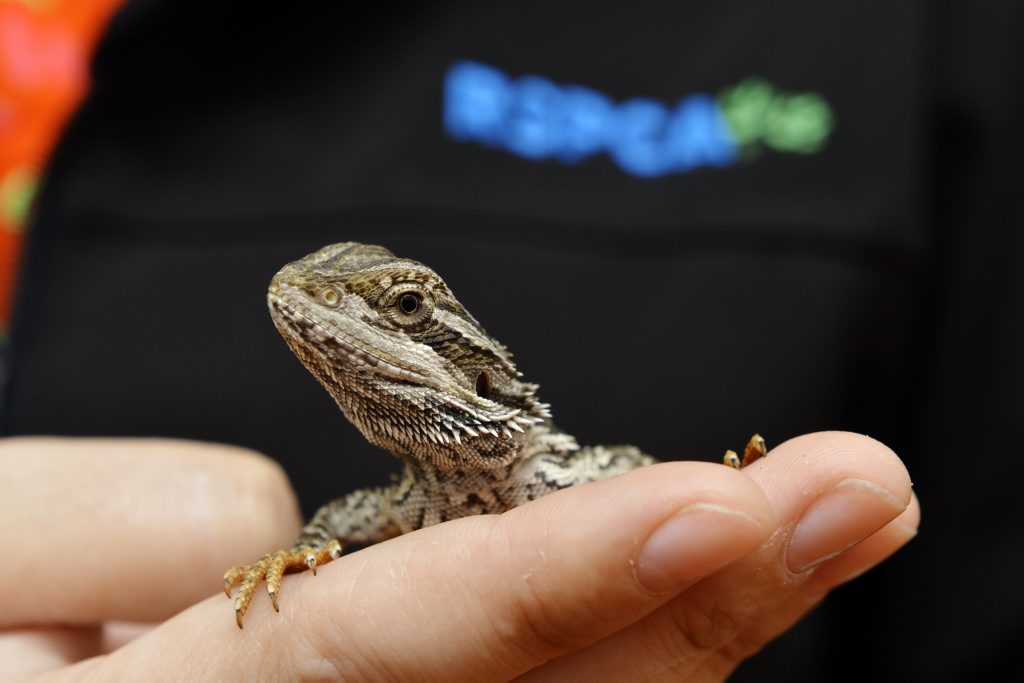 Aragon a Central Bearded Dragon.The RSPCA has introduced reptiles to its rehoming centre at Wacol due to a new partnership with the Department of Environment and Heritage. Aragon a Central Bearded Dragon.The RSPCA has introduced reptiles to its rehoming centre at Wacol due to a new partnership with the Department of Environment and Heritage.