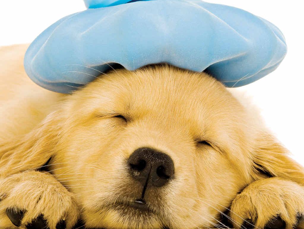 Cat and dog flu is extremely common and while the cooler months mark flu season for human, the canine and feline versions of the virus are prevalent all year round. Cat and dog flu is extremely common and while the cooler months mark flu season for human, the canine and feline versions of the virus are prevalent all year round.
