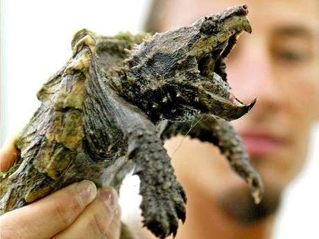 A snapping alligator turtle A snapping alligator turtle