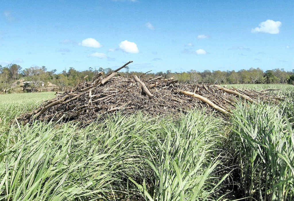The January floods have left debris in many cane paddocks hampering efforts at harvesting. The January floods have left debris in many cane paddocks hampering efforts at harvesting.