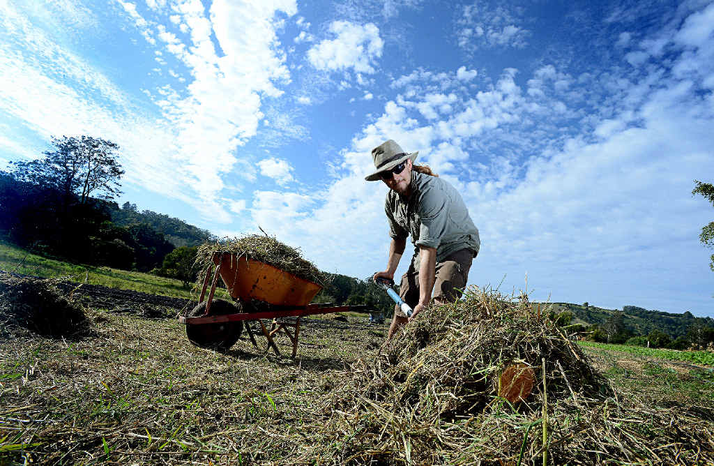MUCKING IN: Wwoofer Adon Bender from Newcastle mulches rows at Zaytuna at the Permaculture Research Institute at The Channon. MUCKING IN: Wwoofer Adon Bender from Newcastle mulches rows at Zaytuna at the Permaculture Research Institute at The Channon.