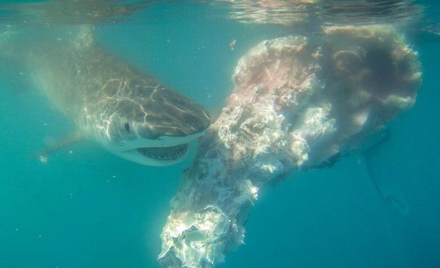 A shark feeds on the carcass of a baby whale in the Whitsundays. Image: Ocean Rafting A shark feeds on the carcass of a baby whale in the Whitsundays. Image: Ocean Rafting
