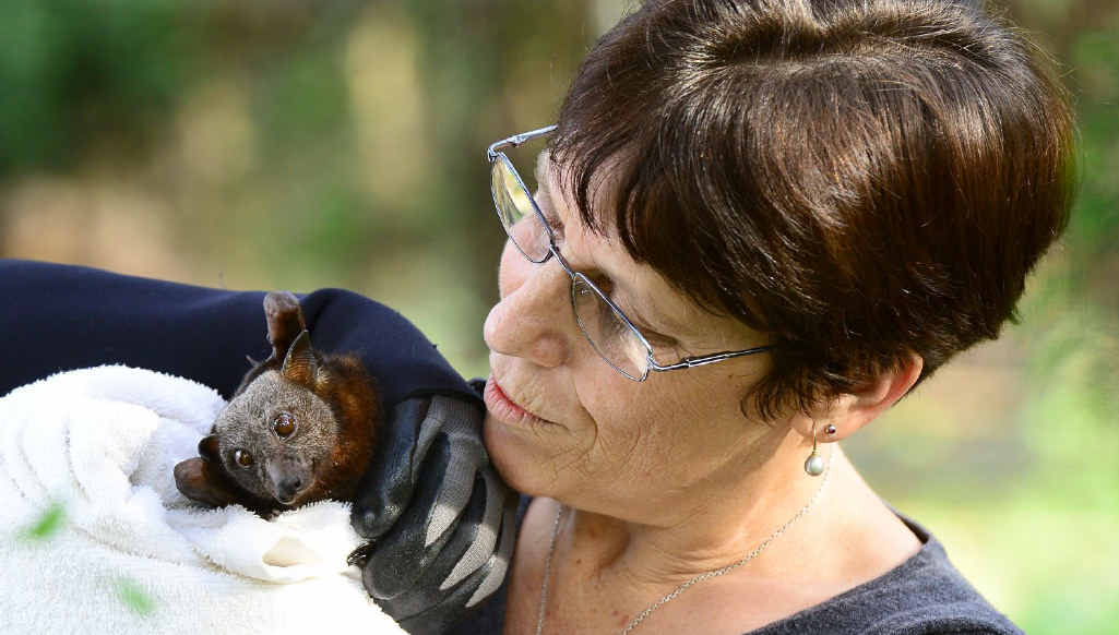 WILDLIFE WARRIOR: Wildlife carer Connie Kerr of Camira with Bobbly a Little Red Flying Fox. WILDLIFE WARRIOR: Wildlife carer Connie Kerr of Camira with Bobbly a Little Red Flying Fox.